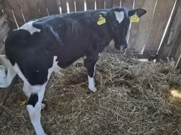 Bull, Russian Black pied cattle