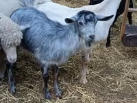 Ziegenbock, Ziegen — Foto 3