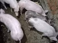 猪（批次，未指定性别）, Pigs — 照片 2