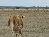 Cow, Latvian Blue cattle — photo 5