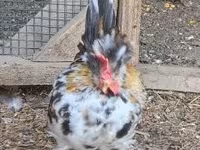 Chickens — foto 3