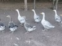 Geese — photo 3