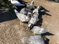 Ducks — zdjęcie 2