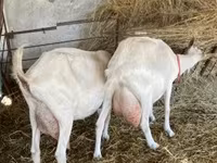 Chèvre, Chèvres — photo 2
