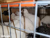 Chickens — Foto 1