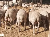 Sheep (batch, sex not specified), Sheep — photo 3
