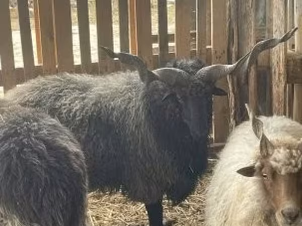 公羊, Racka sheep