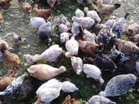 Chickens — foto 2