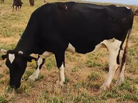 母牛, Holstein breed — 照片 5
