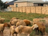 Ovce, Apsheron sheep — foto 7