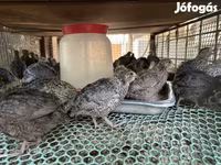 Quails — photo 1
