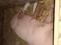 Säue, Schweine — Foto 1