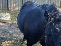 Klisna, Koně — foto 2