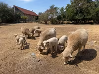 母羊, Sheep — 照片 6
