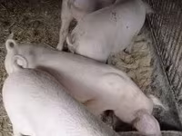 公猪, Крупная белая — 照片 3