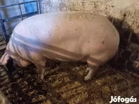 Boar, Крупная белая — photo 2