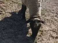 Kos, Tsigai sheep — 6. fotó
