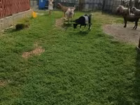 公山羊, Goats — 照片 4