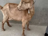 عنزة, Alpine goat — الصورة 4