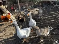 Geese — photo 2