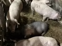 Kan, Sertések — 2. fotó