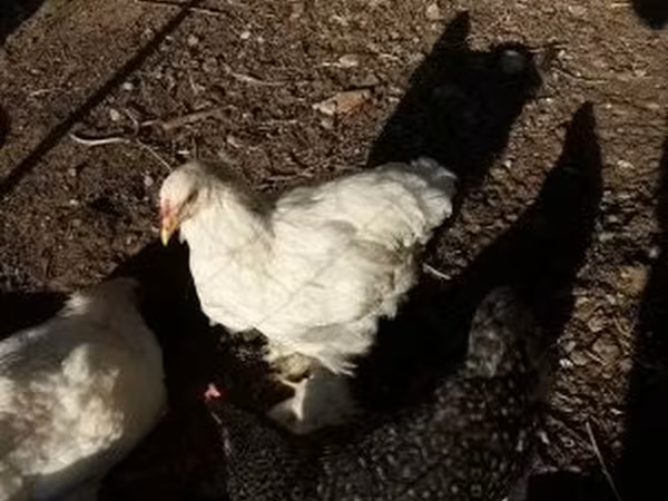 Brahma