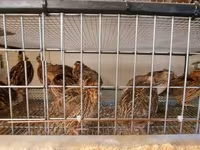 Quails — photo 6