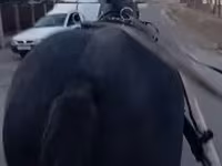 母马, Horses — 照片 2