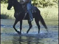 Égua, Tennessee Walking Horse — foto 5