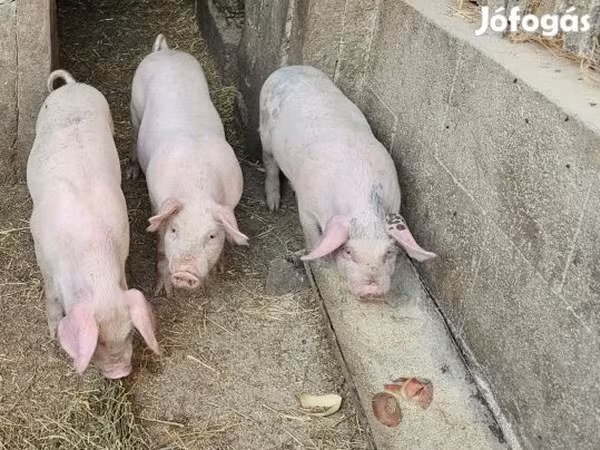 Pigs (batch, sex not specified), Pigs — Hungary
