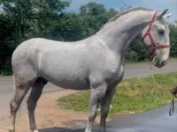 حصان, Lipizzaner — الصورة 2