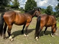 घोड़ी, Međimurje horse — फ़ोटो 4