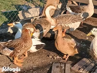 Ducks — 5. fotó