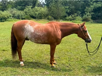 Hing, Quarter Horse — 1. fotó