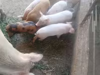 Pigs (batch, sex not specified), Pigs — photo 4