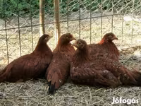 Chickens — foto 7