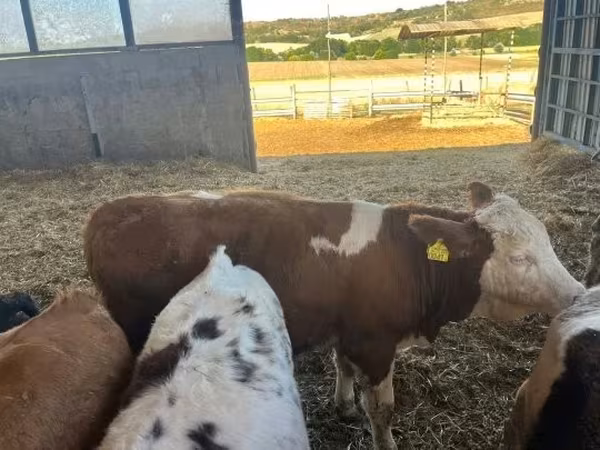 Kuh, Simmental cattle — Ungarn