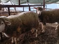 Schaf, Ile-de-France sheep — Foto 2