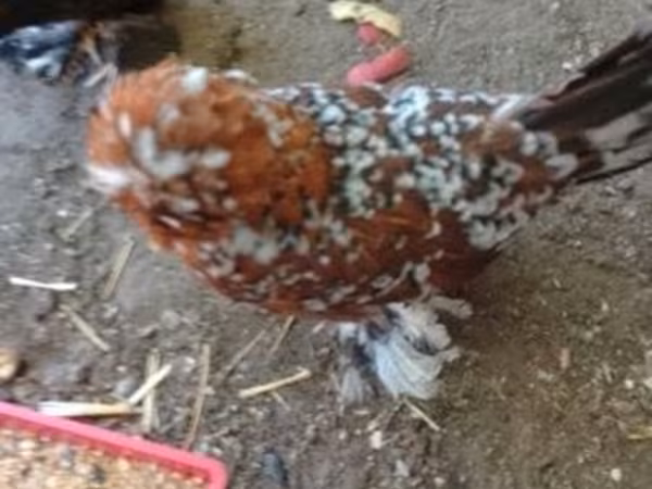 Chickens — Hungary