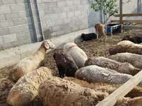 Sheep, Sheep — photo 3