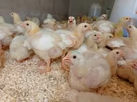 Chickens — photo 2