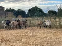 Goat, Goats — photo 2