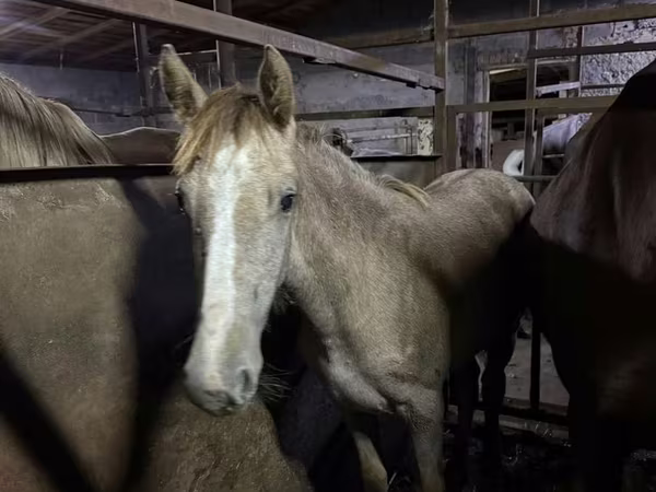 Mare, Horses