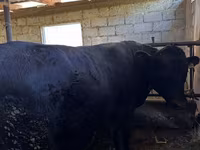 Taureau, Vache rouge sans cornes — photo 1