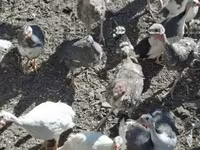 Turkeys — 3-сурет