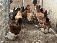 Chickens — الصورة 1