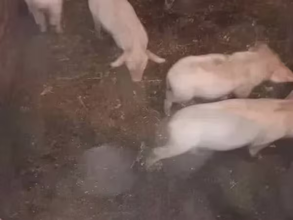 公猪, Pigs