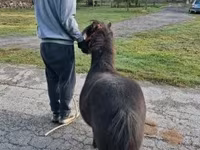 Caballo, Caballos — foto 2