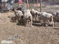 भेड़, भेड़ — फ़ोटो 2