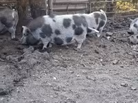 母猪, Вьетнамская вислобрюхая — 照片 1